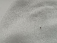 Are any vets around who can identify these little critters?
