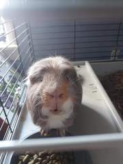 To ask you to tell me about your pets?