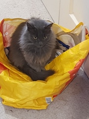 What's your DCat up to today? (Thread 8)