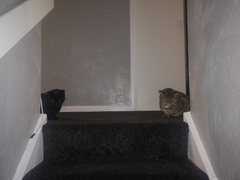 Cats. As they are so popular on here (usually), can I please ask...