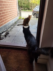 Thug cat part 3.  Unbidden guests are often welcomest when they are gone.