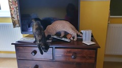 My kittens have gone crazy today....(sort of light hearted) but Help!!!
