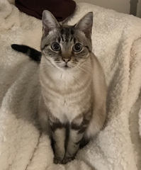 Can’t work out if my cat is pedigree or not.
