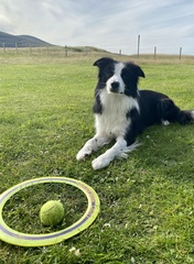 Border Collies owners/lovers