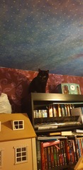 It's national black cat day today