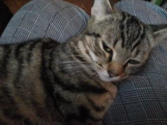 Guess the sex of the cat from their face thread