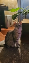 Show me your kitties