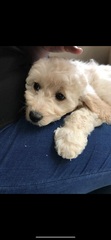 I want a puppy...spam me with pics instead please