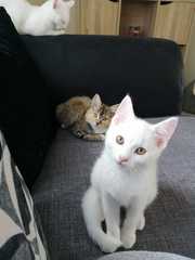 Meet my new little chap.....