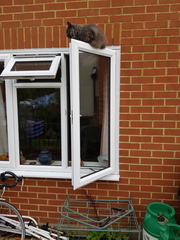 Thug cat part 3.  Unbidden guests are often welcomest when they are gone.