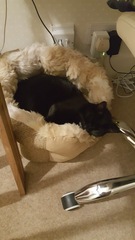 Show me your kitties