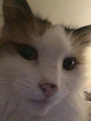 Guess the sex of the cat from their face thread
