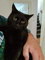 It's national black cat day today