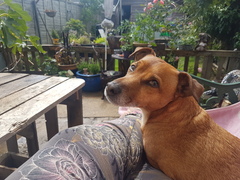 My dog is the best dog
