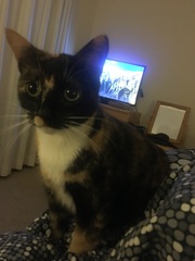 Guess the sex of the cat from their face thread