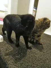 Cats. As they are so popular on here (usually), can I please ask...