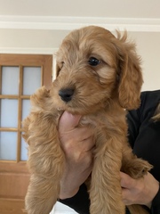 I want a puppy...spam me with pics instead please