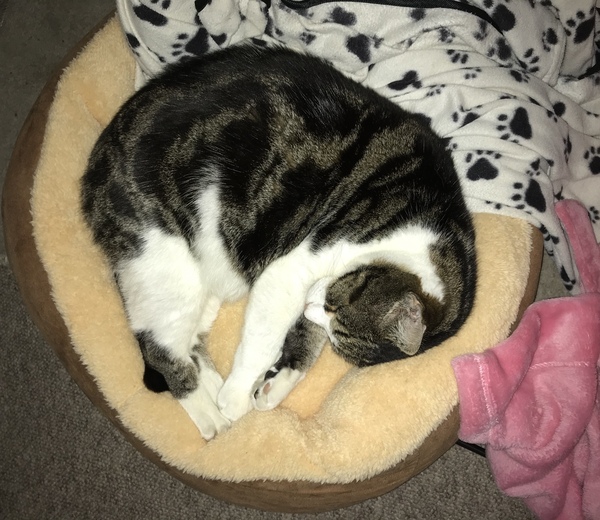 Donut cat baskets