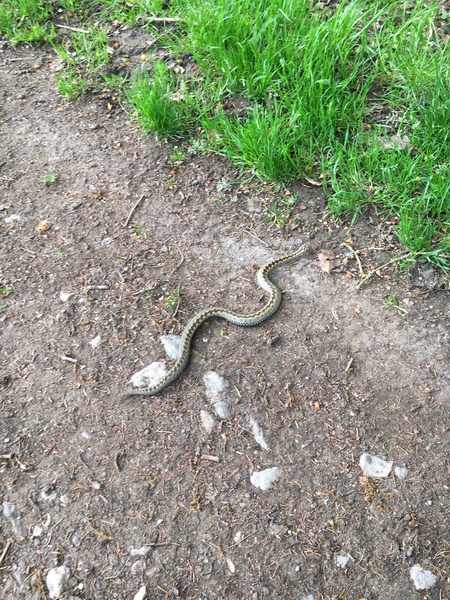 Snakes: have you ever seen one in the wild, in the UK or anywhere else ?
