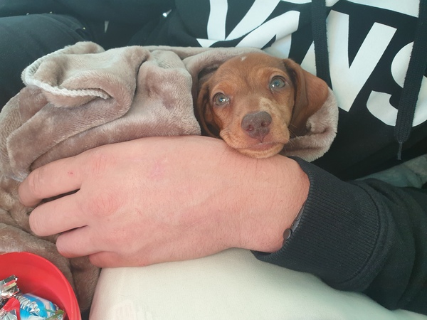Puppy spam