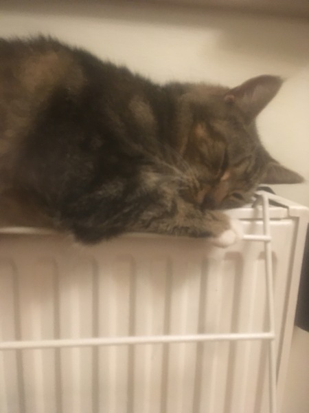 Captain V, Paws, catnip or dreamies?