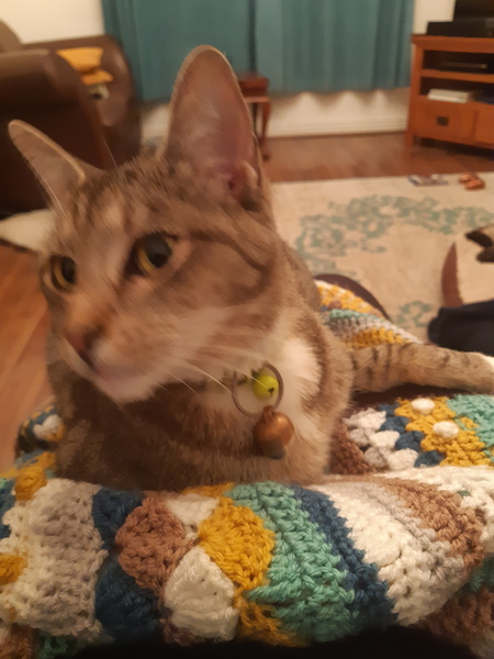 Knit, Crochet and Natter Thread