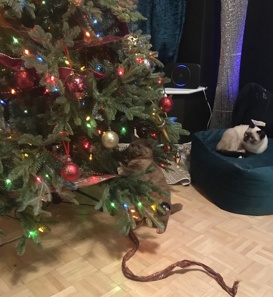 What's your DCat up to today? (Thread 8)