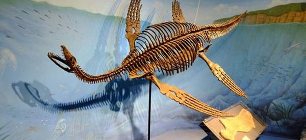Can you identify this ‘fossil’