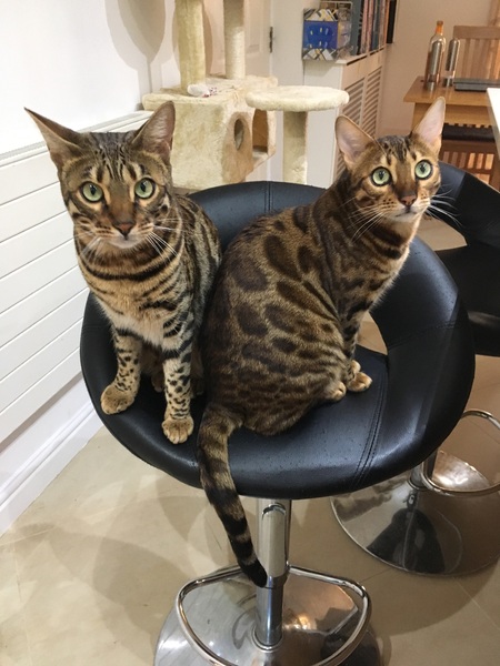How to keep cat off the kitchen surfaces!