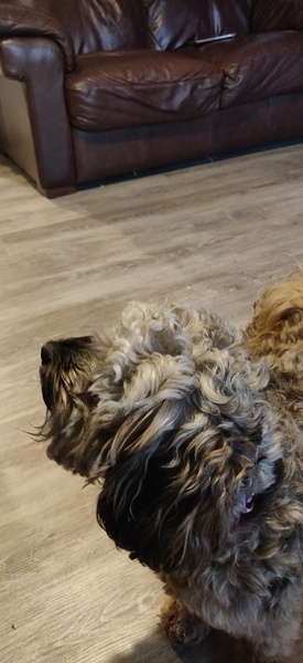 Has anyone good hard flooring throughout their house?