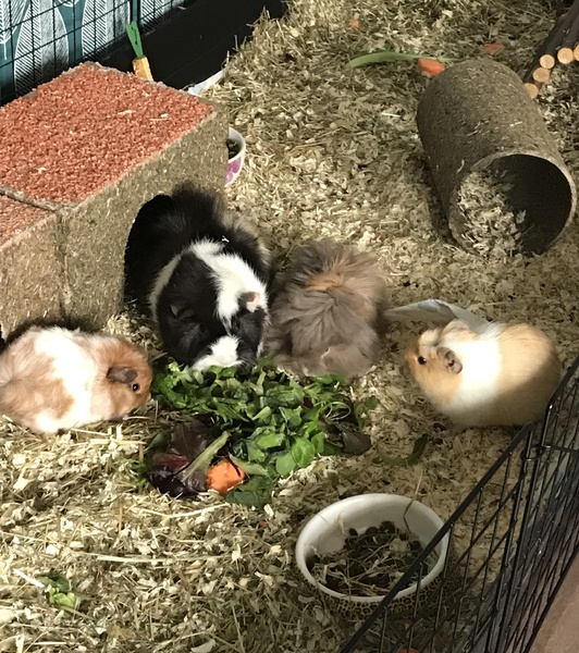 I think our guinea pig is dying of lonliness