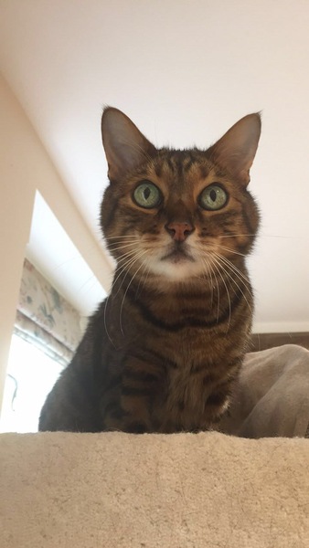 Anyone on here have a Bengal cat ?