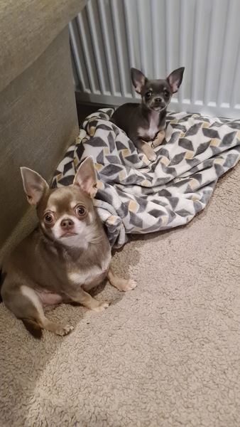 How do I stop DDog hating puppy?!