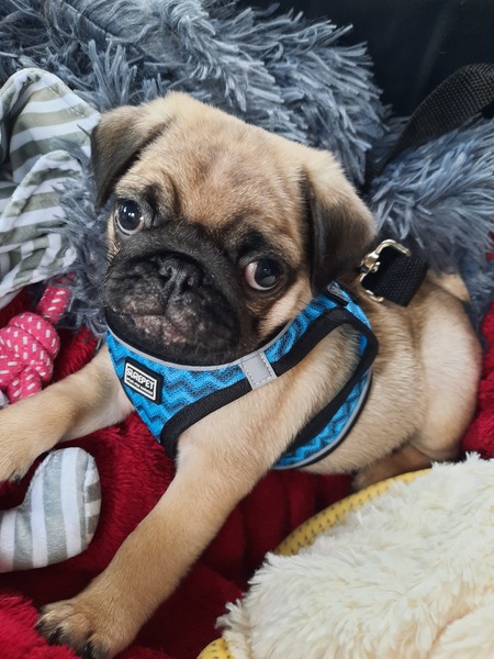 Puppy survival thread October/November!