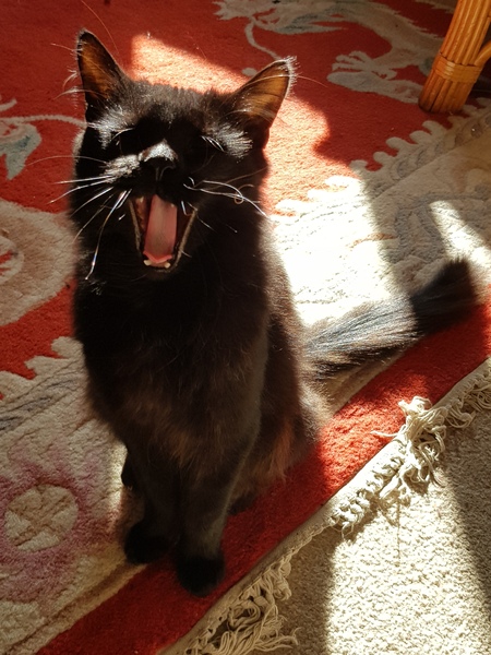 What's your DCat up to today? (Thread 8)