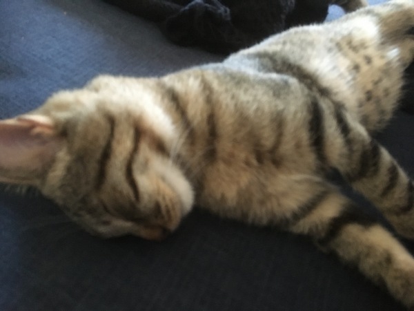Letting new kitten in garden