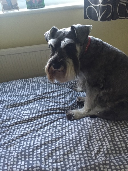 Why did you chose the breed of dog you did?