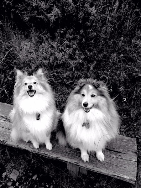 Why did you chose the breed of dog you did?