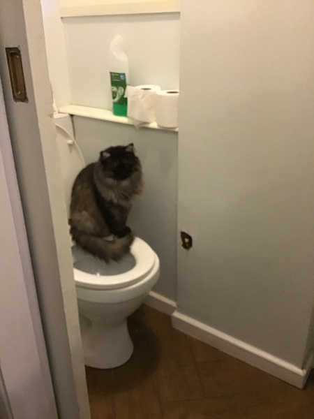 Westminstenders: Going, going, cummings