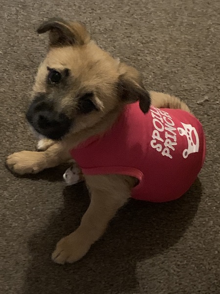 Puppy survival thread October/November!