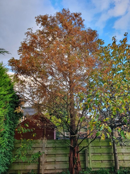 Does anyone know anything about bald Cyprus trees?