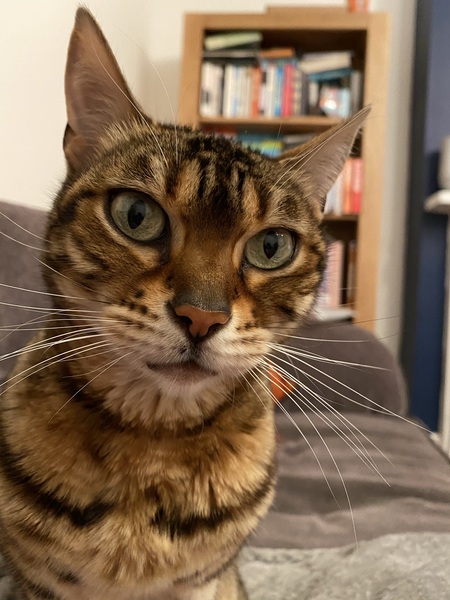 Introducing Rosie