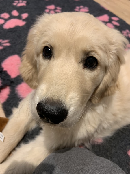 Puppy survival thread October/November!
