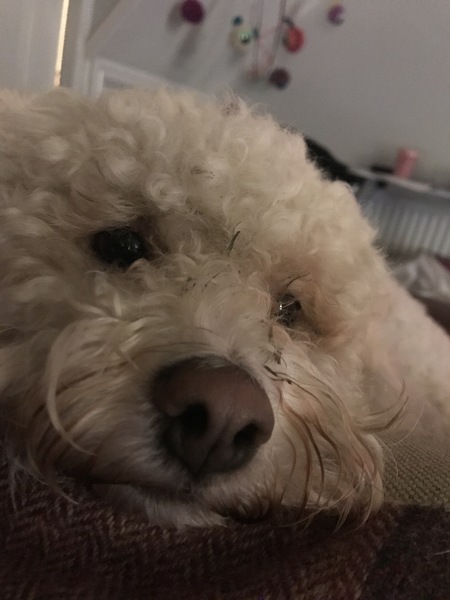 What joy do your pets bring to your life.?