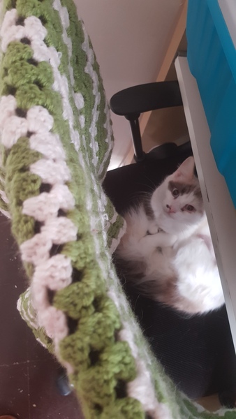Help - where do you actually get kittens?