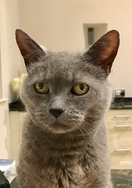 The Litter Tray Memorial Thread
