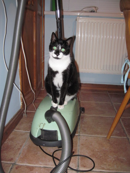 The Litter Tray Memorial Thread