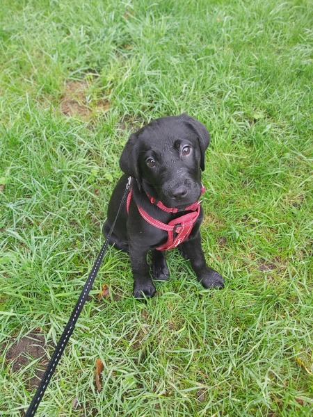 Puppy survival thread October/November!