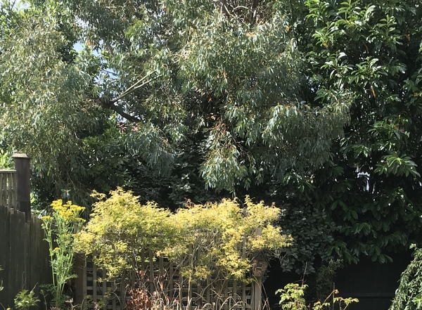Neighbouring treehouse