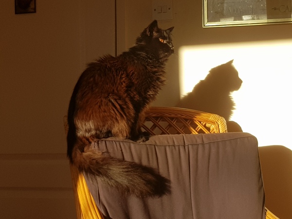 What's your DCat up to today? (Thread 8)